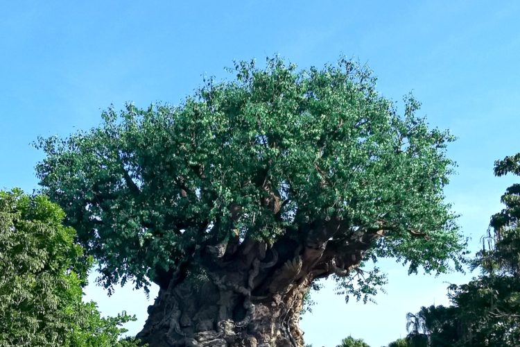 animal kingdom