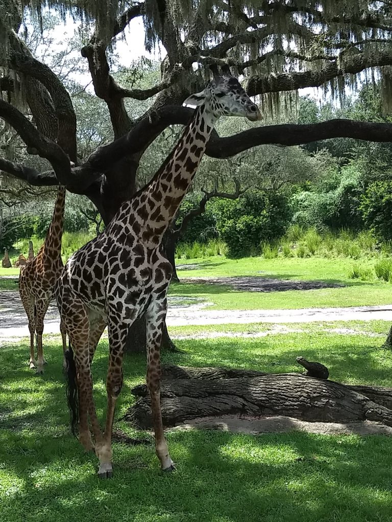 giraffe