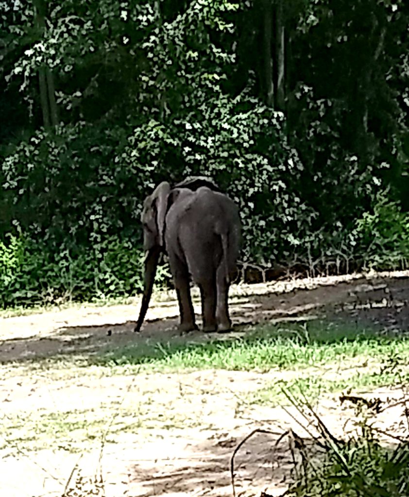 elephant