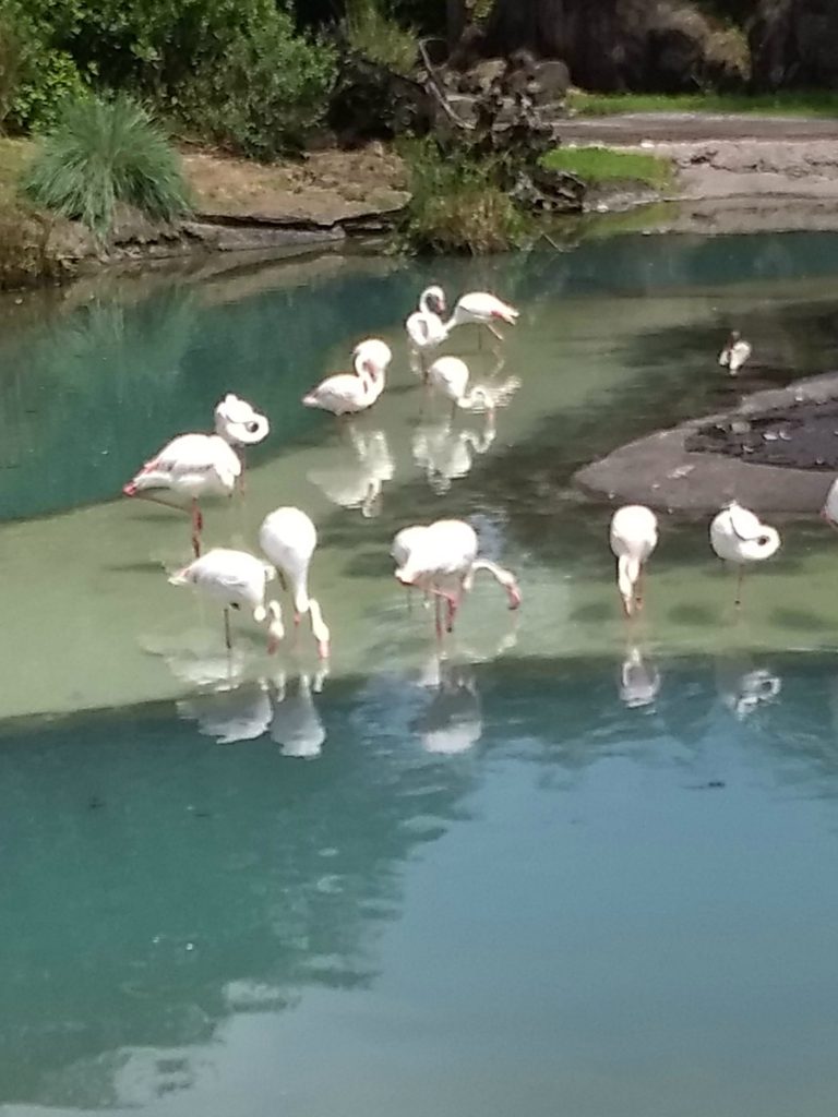 flamingos